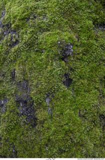 Photo Textures of Moss